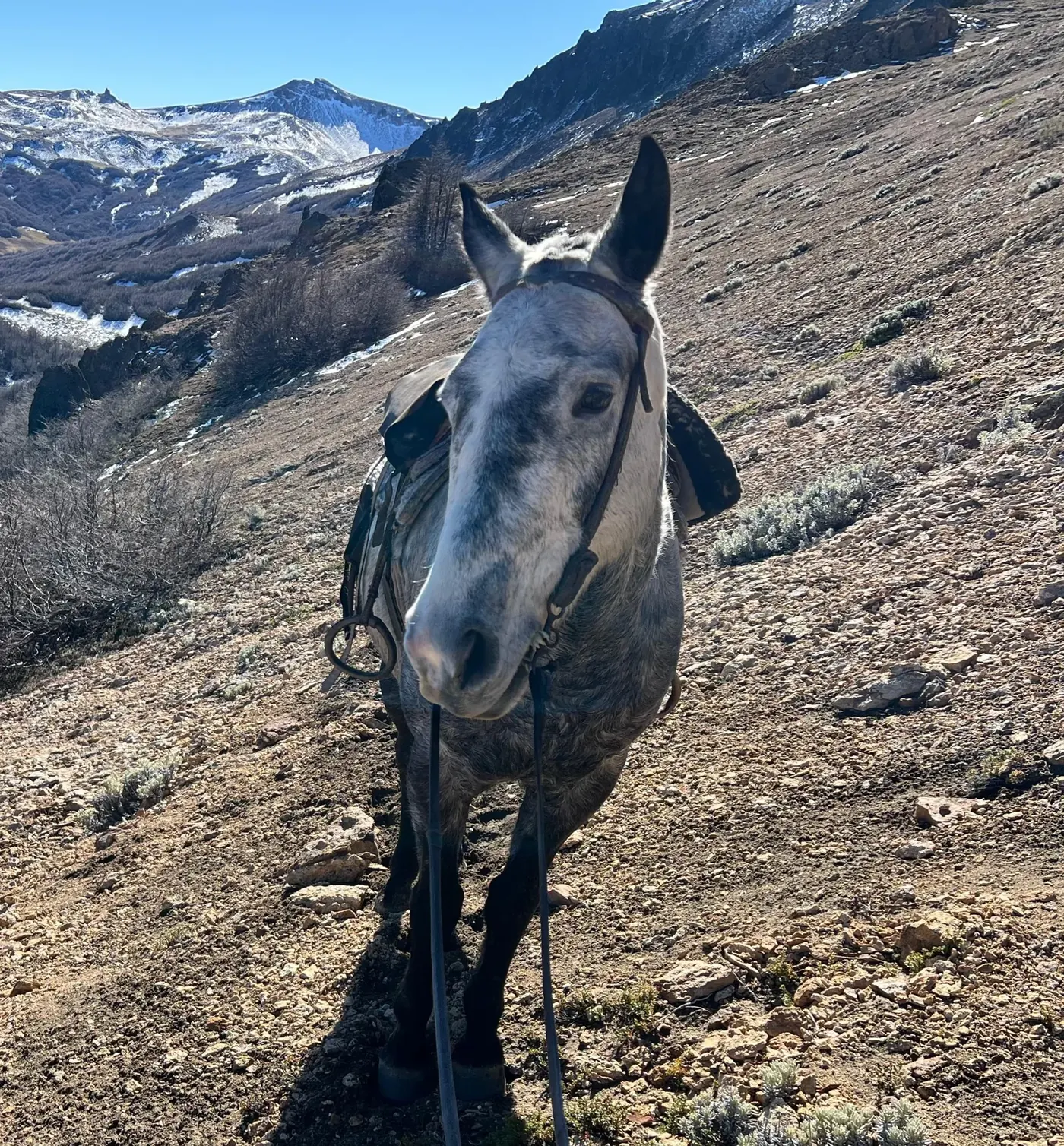 Cabalgata en grupo